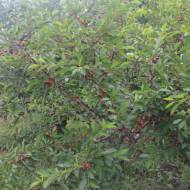 Саженец Вишня Чернокорка в контейнере